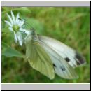 Pieris napi - Gruenaderweissling w07.jpg